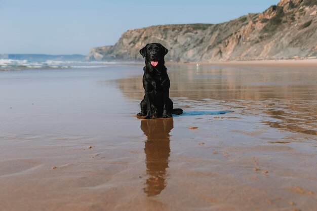 Foto lunghezza intera di un cane sulla spiaggia