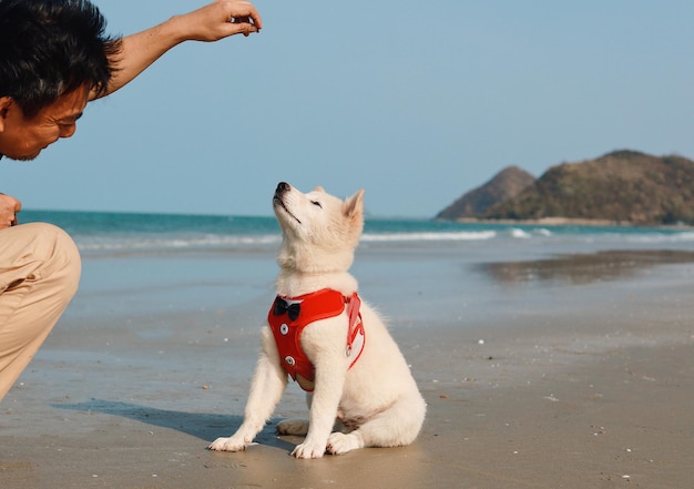 Photo full length of dog on beach