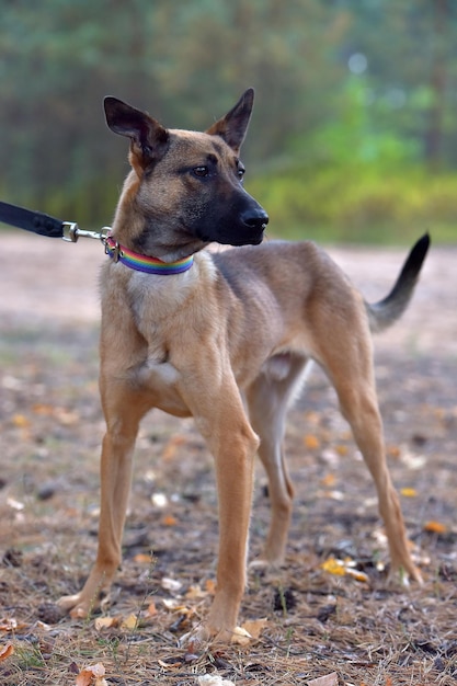 Photo full length of a dog on field