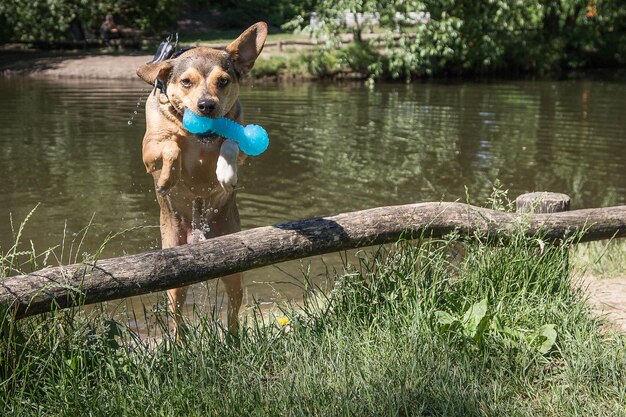 Foto lunghezza completa del cane sul lago