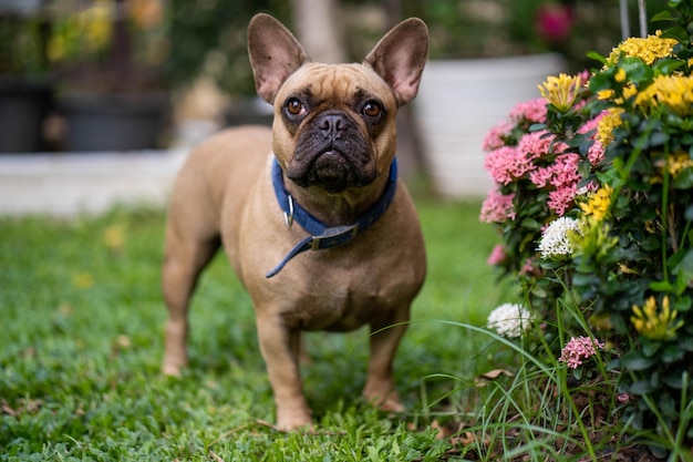 公園で花をかせている植物のそばに立っている犬の全長