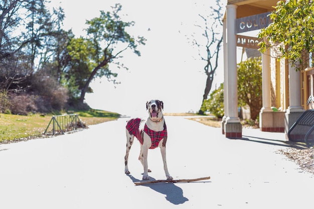 Foto lunghezza completa del cane sulla strada contro gli alberi