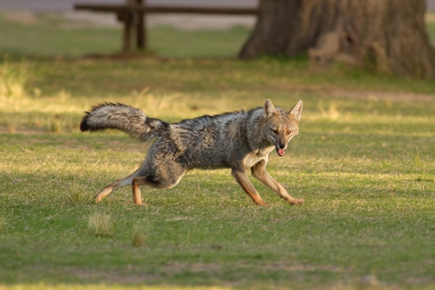 Photo full length of a dog running on field