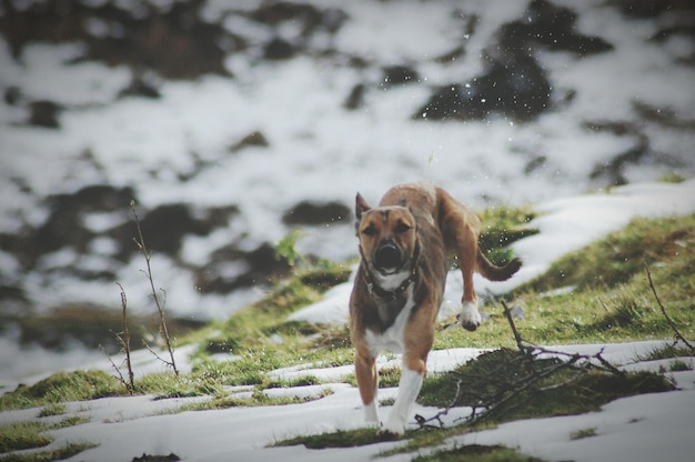 Photo full length of dog running on snow