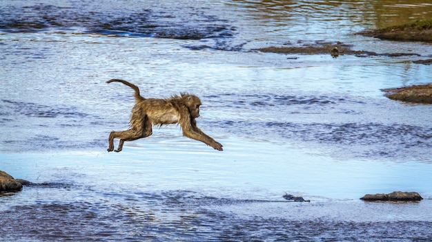 Foto lunghezza intera di un cane che corre in acqua