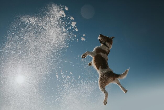 Photo full length of a dog running