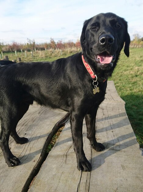 Foto lunghezza intera del cane in piedi su una panchina