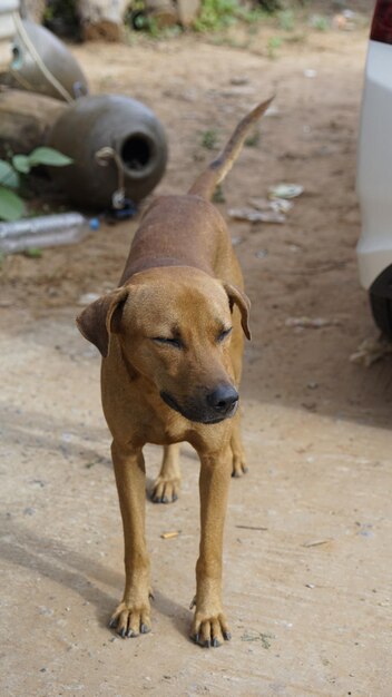 Foto cane a tutta lunghezza per strada