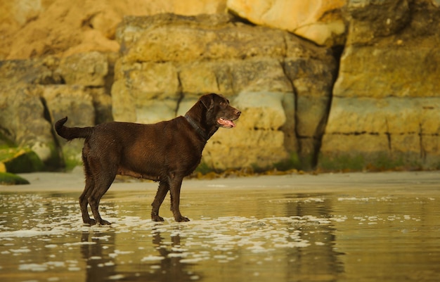 水中の犬の全長