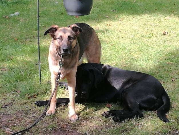 Foto cani a tutta lunghezza sul campo.