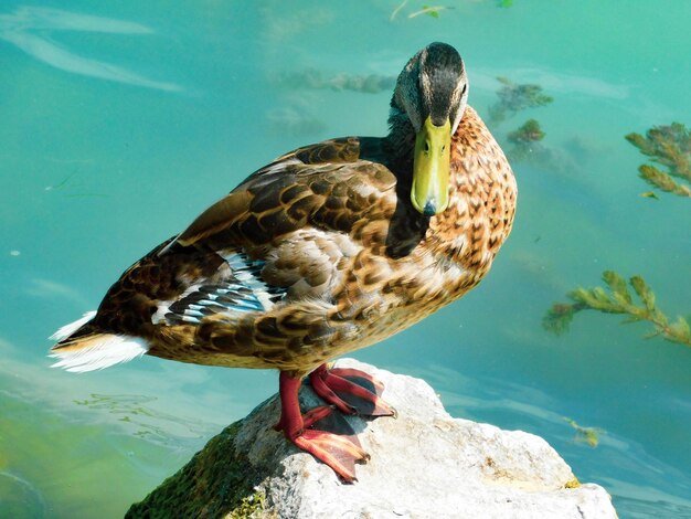 Photo full length of a duck swimming in lake