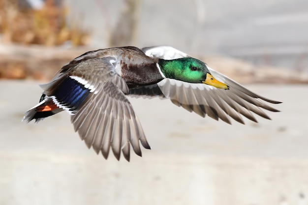 Photo full length flying mallard duck