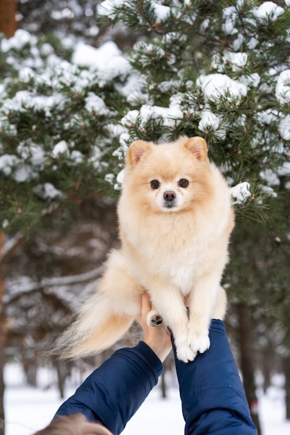 Foto lunghezza intera della mano che tiene il cane contro gli alberi