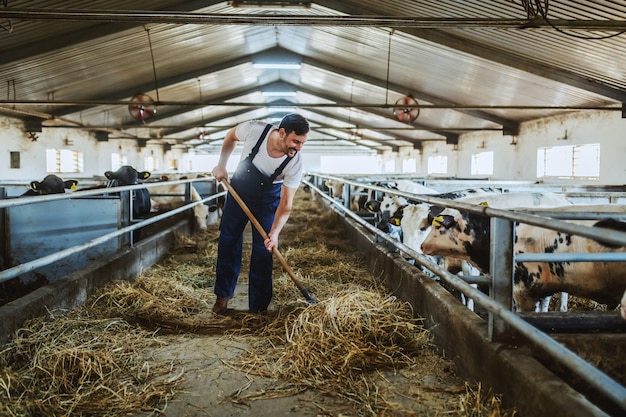 Full length of handsome caucasian farmer in overall feeding calves with hay. Stable interior.