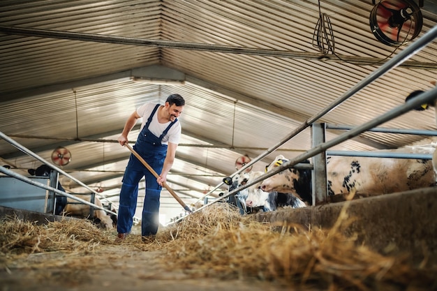 Foto integrale dell'agricoltore caucasico bello nei vitelli d'alimentazione complessivi con fieno. interno stabile.