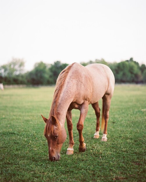 Foto lunghezza intera del cavallo in pascolo su terra