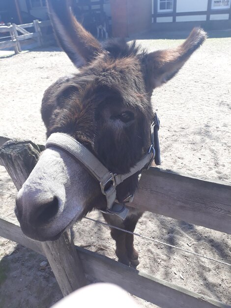 Foto lunghezza intera di un cavallo in ranch