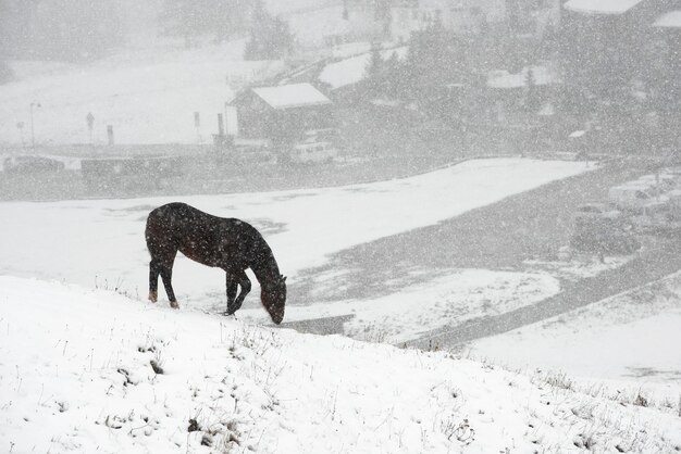 Full length of a horse on snow covered field