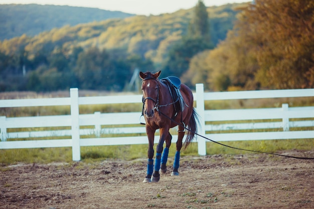 Photo full length of a horse standing on field