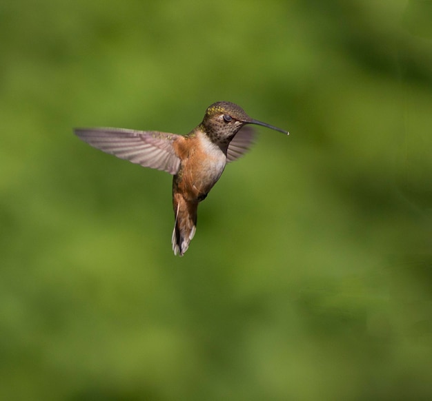 Foto lunghezza completa del colibrì in volo