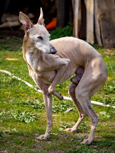 Photo full length of italian greyhound standing on grassy field