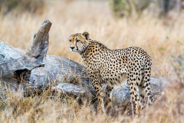 写真 フィールドの猫の全長