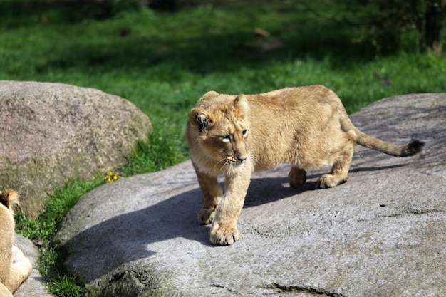 Фото Полная длина кошки