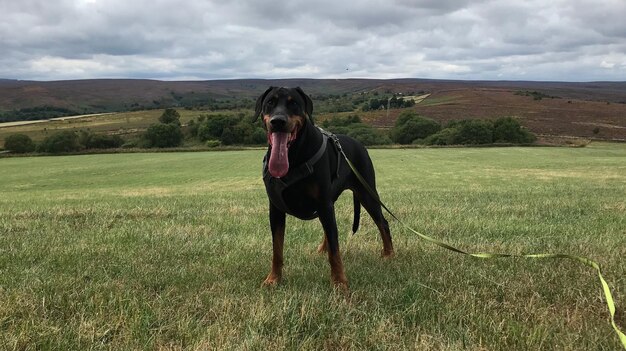 写真 フィールドでの犬の全長