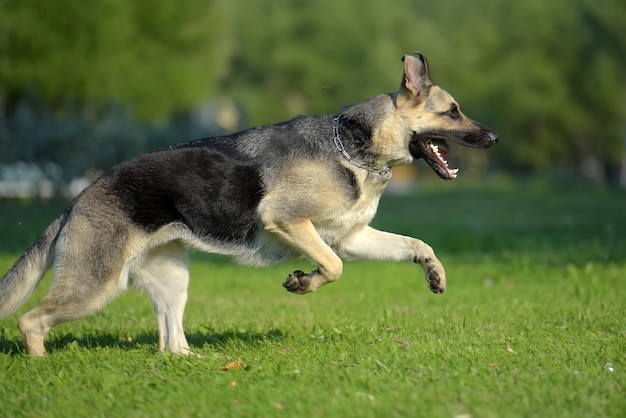 写真 フィールドで走っている犬の全長