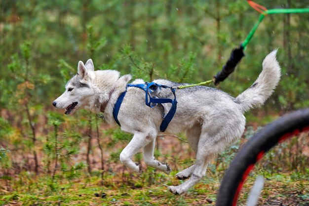 写真 走っている犬の全長