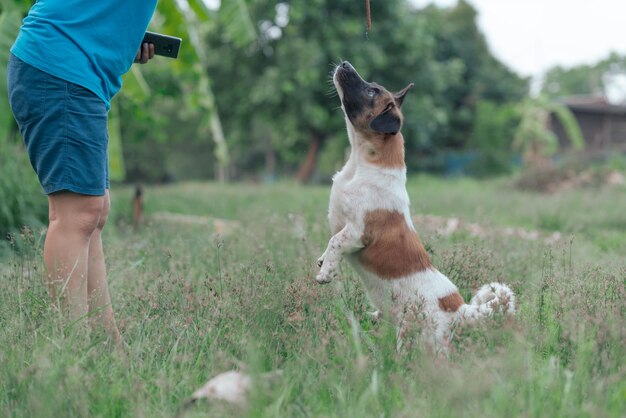 写真 フィールドでの犬の全長