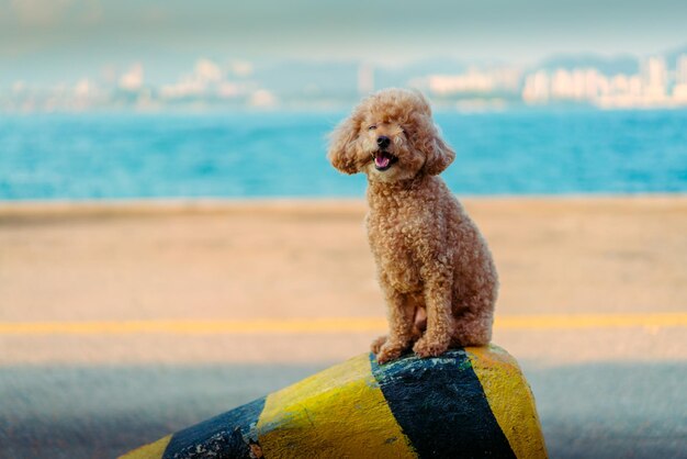 写真 ビーチに座っている犬の全長