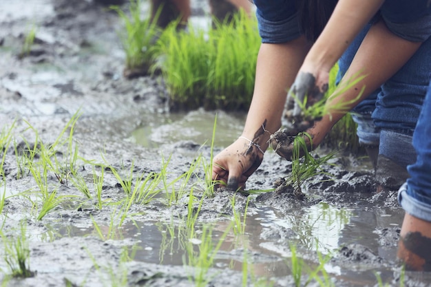 写真 手の全長で植物を水の中に置く