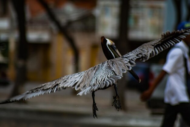 写真 鳥に乗った男の全長