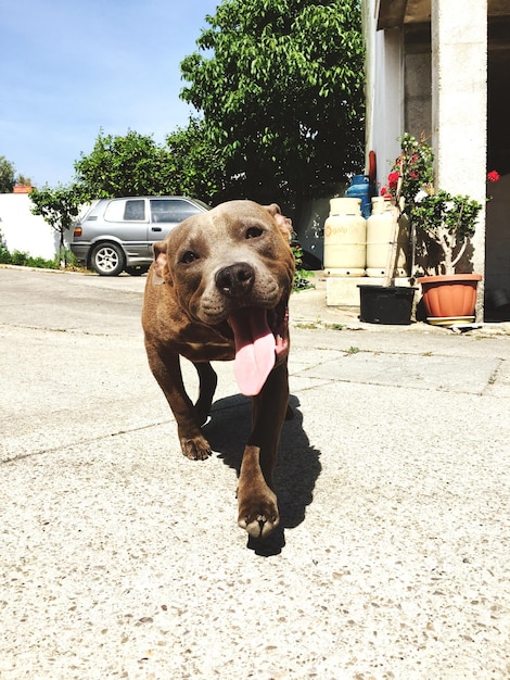 写真 天空を背景に木のそばに犬と男の全長