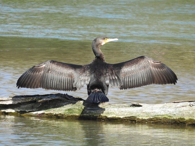 Pelicano a tutta lunghezza sul lago
