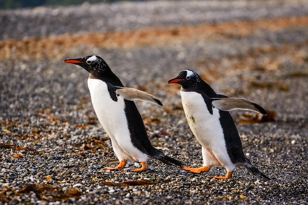 岸辺のペンギンの全長