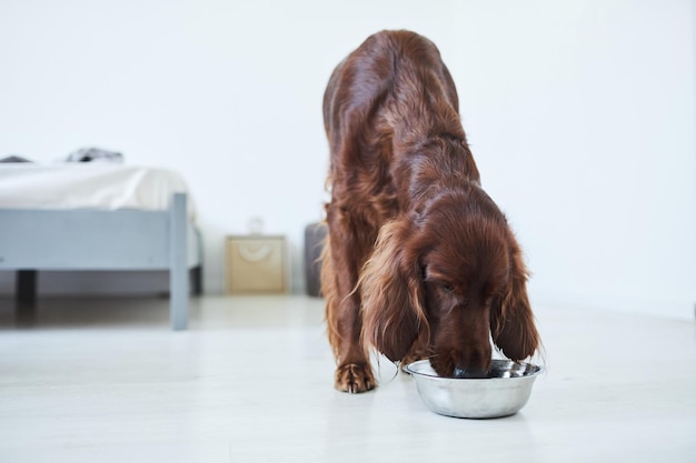 Full length portrait of irish setter dog eating dog food from metal bowl in home interior copy space