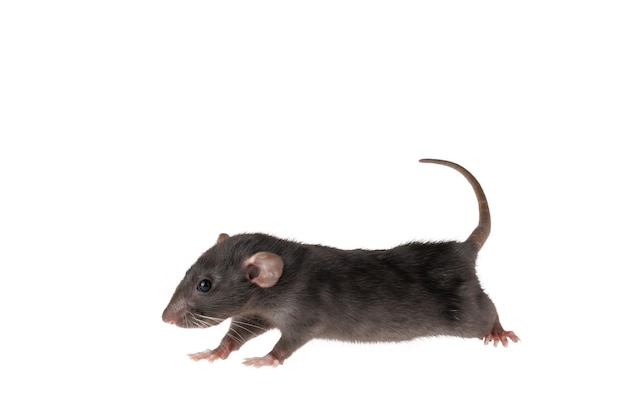 Full length portrait of a rat Mouse isolated on white background for lettering and header