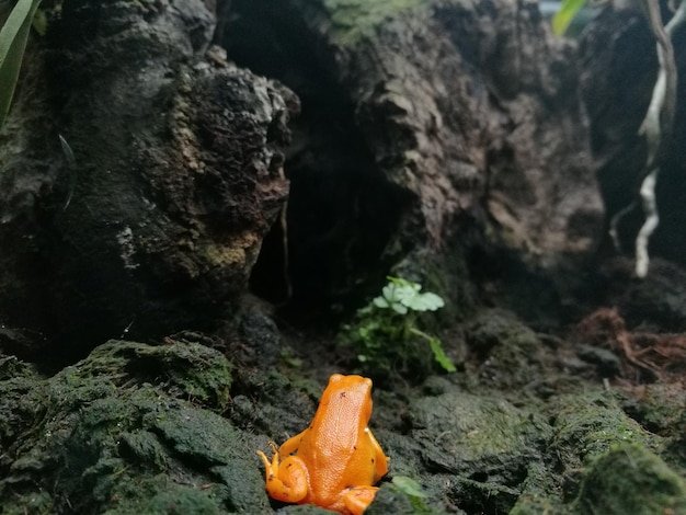 Foto lunghezza intera di un toadlet di zucca