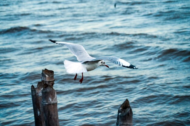 Photo full length of seagull flying over sea