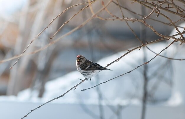 Full length of sparrow perching on branch