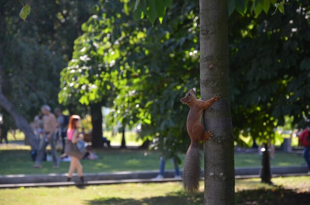 Full length of squirrel on tree