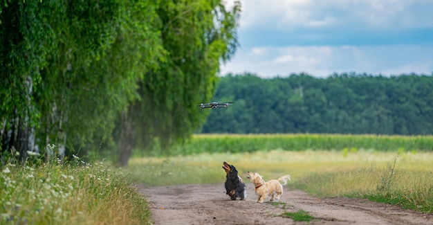 Full length view of the two small puppies jumping, running and having fun with a flying drone. Animals and dogs concept