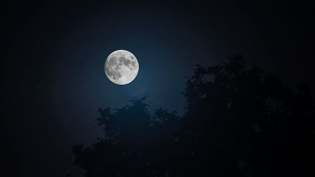 Full moon over the crown of the treex9