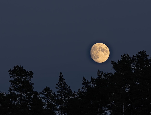 Foto luna piena sopra la foresta di pini