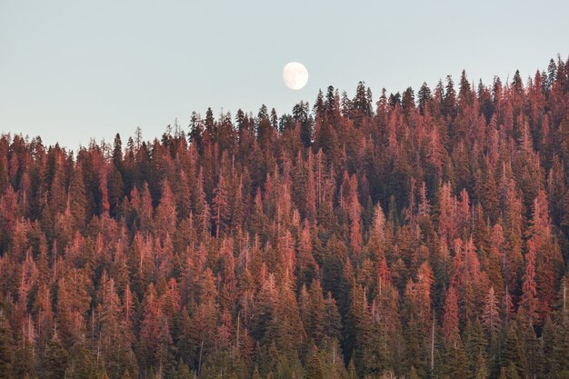 Full moon rising above conifer trees against clear sky at sunset