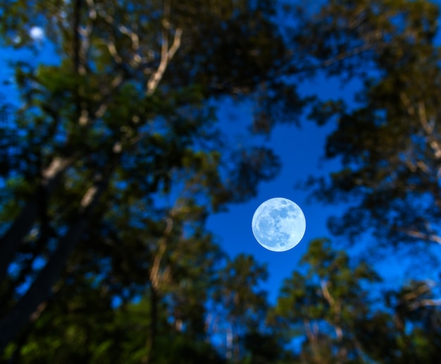 full moon and silhouette tree with clear sky 