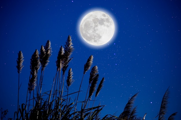 Foto luna piena nella notte stellata sopra il fiore dell'erba.