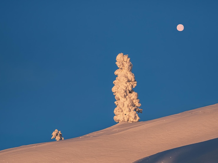 Photo full moon above the sunny small and big christmas trees is covered with snow on the morning winter polar slope dawn northern minimalistic natural background with bright snow spruce